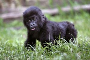 baby_gorilla-8201